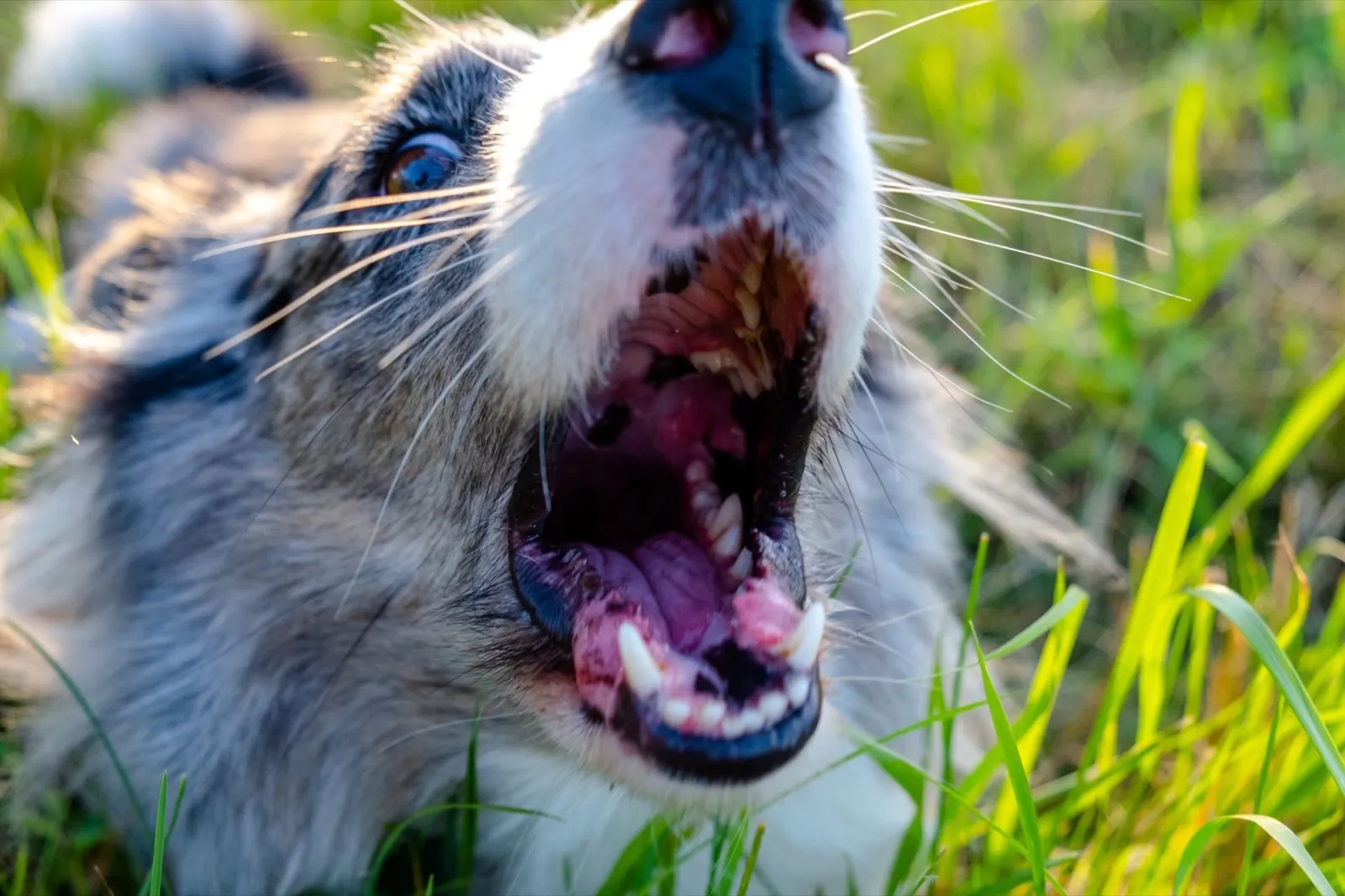 dog barks
