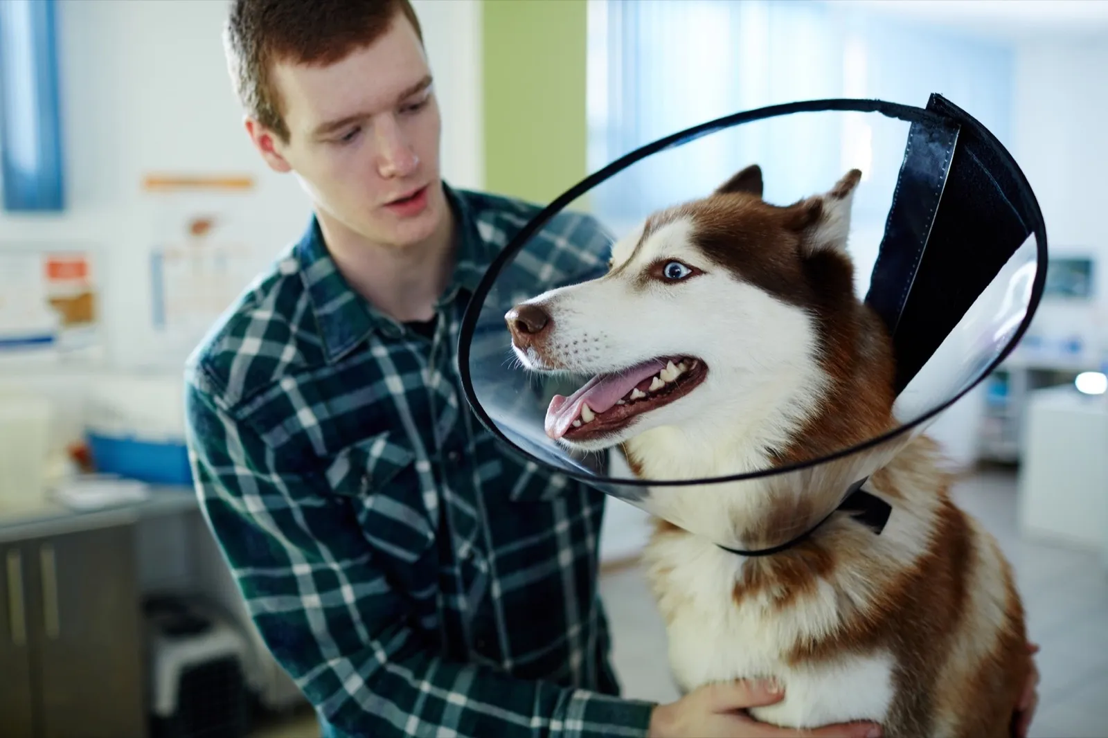 Dog with owner