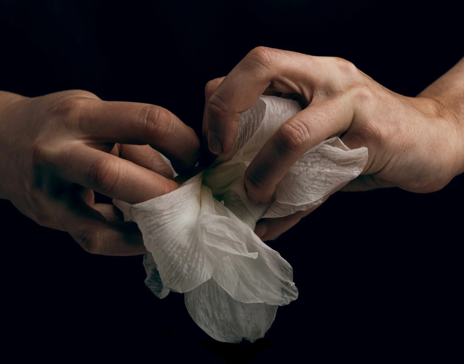 hands tearing white fragile flower, metaphor of violence abuse aggression
